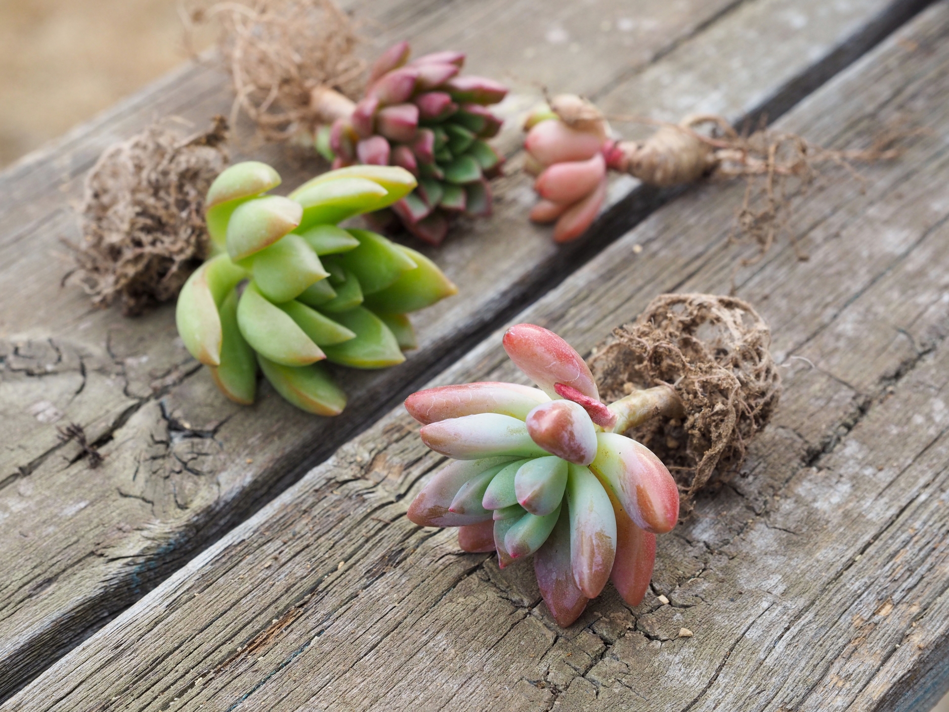 多肉植物の根と植え替えのイメージ