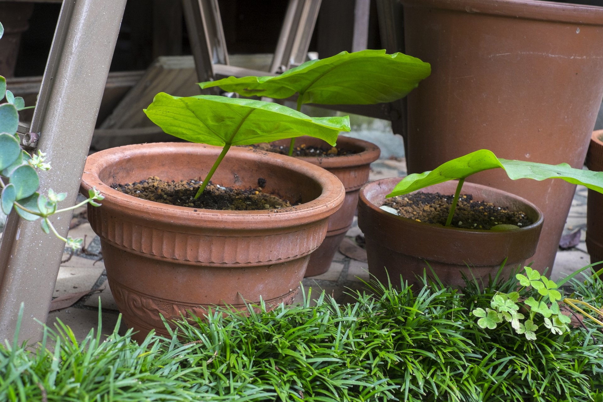 鉢植えの用土と植物のイメージ