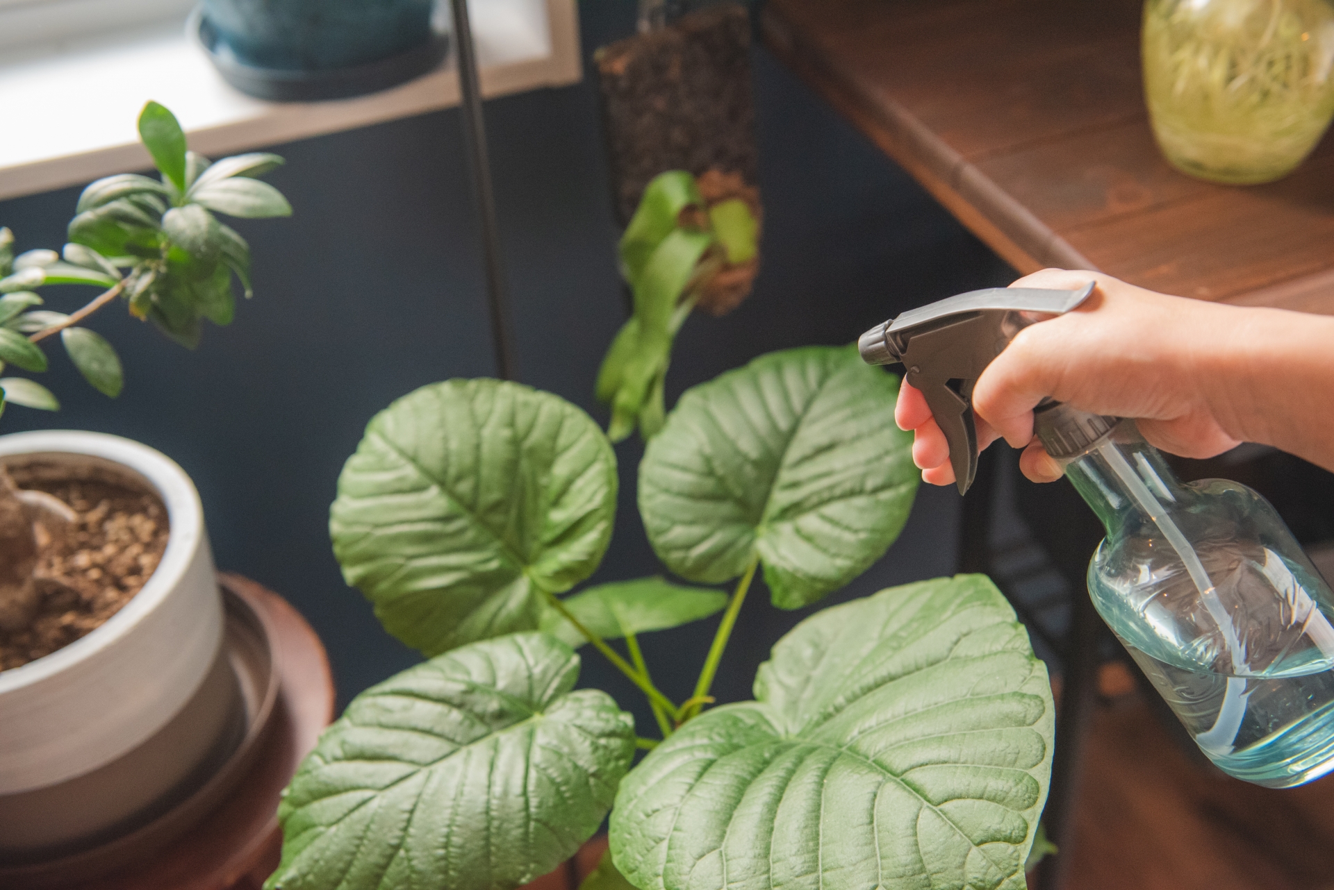 植物の葉に霧吹きを使う様子