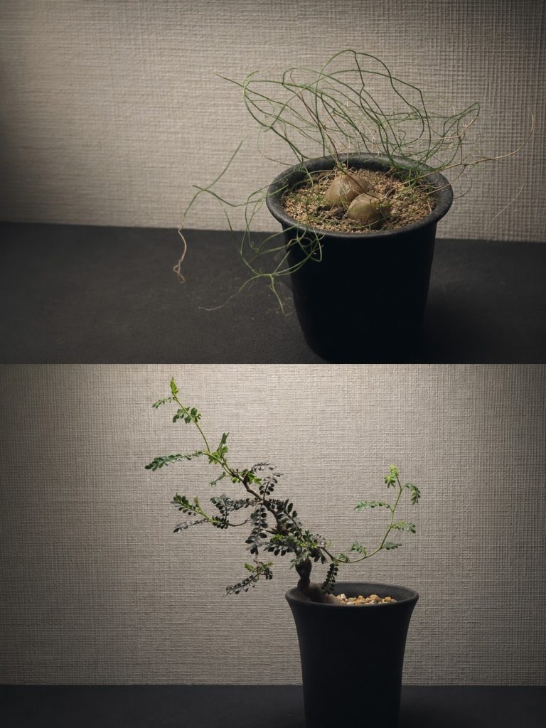 亀甲竜・塊根植物（仮名）の掲載株