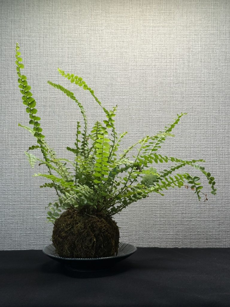 シダの苔玉（仮名）の掲載株