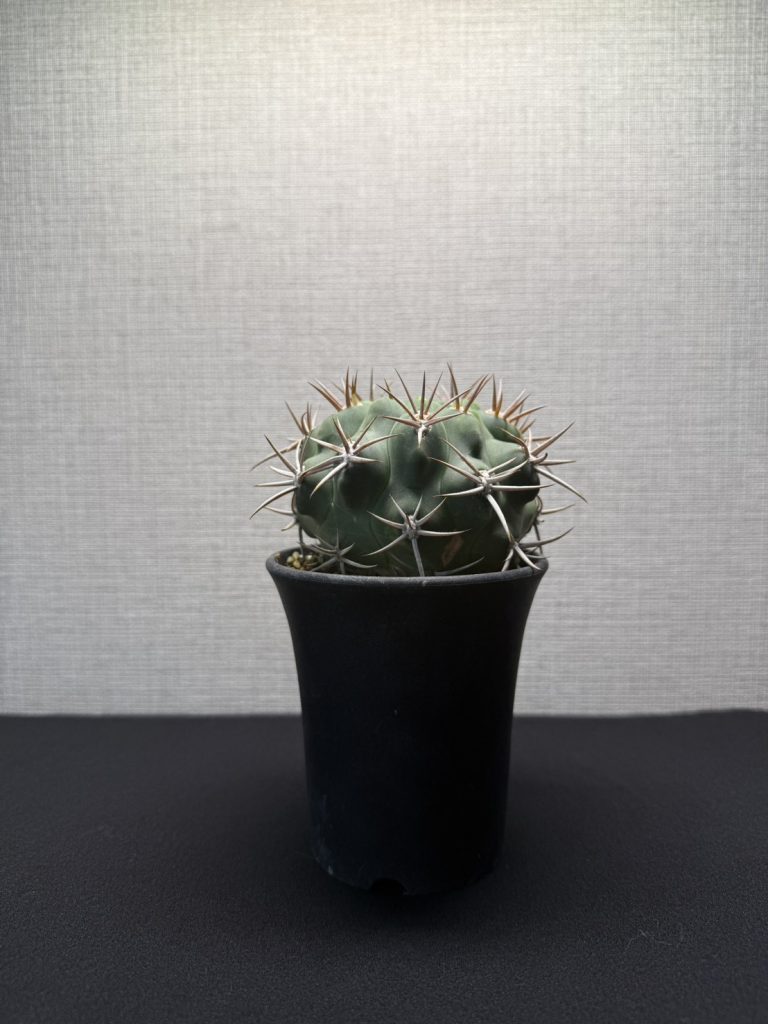 ギムノカリキウム(仮名)の掲載株